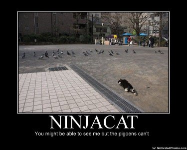 633575247943083323-ninjacatyoumightbeabletoseemebutthepigeonscant.jpg