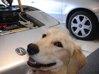 acura dog (stella).jpg