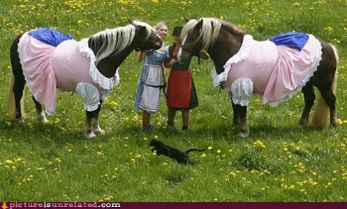 wtf-pics-horse-cats.jpg