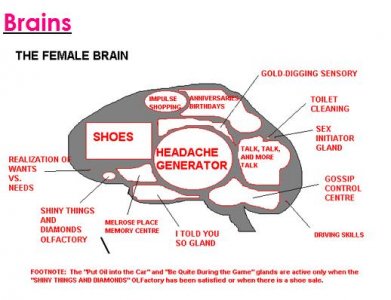 Female Brain.jpg