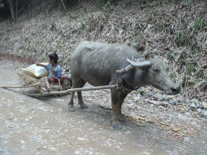 carabao-and-boy-on-road-to-sabang_small.jpg