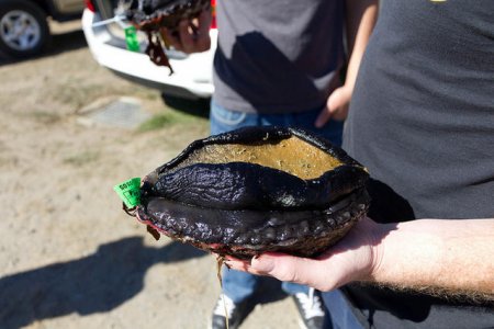 9 -825_abalone.jpg