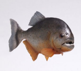 piranha.jpg