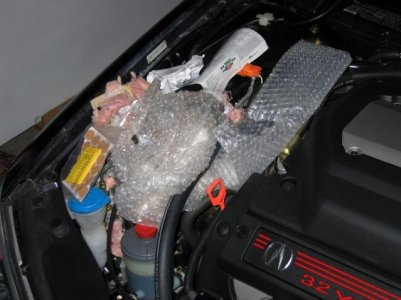 Rats Nest under Bonnet Small(640x480).jpg