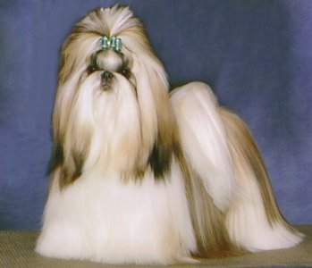 champion Shih-Tzu.jpg