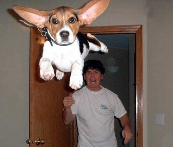 Flying Dog.jpg