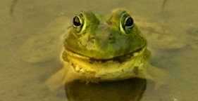 281x144_frog_in_water.jpg