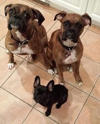 Lexi, Xena and Joli.jpg