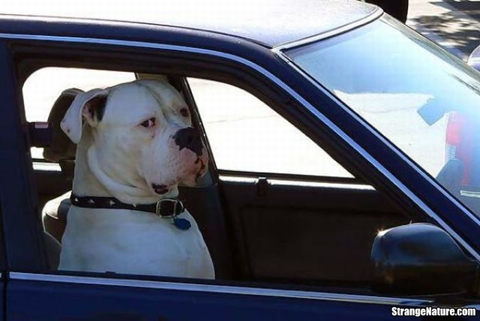 funny+dog+driving+car.jpg