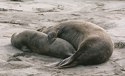 elephant-seals-mating2.jpg