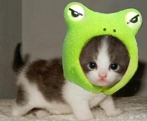 frogkitten03.jpg