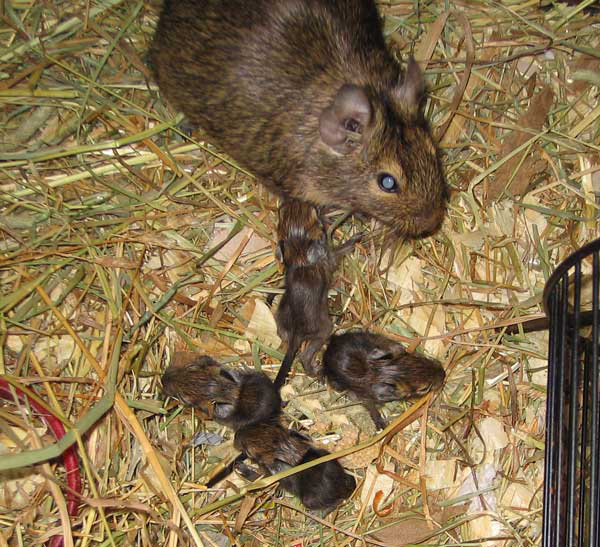 babydegus.jpg