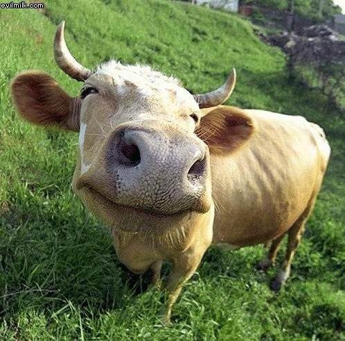 HappyCow.jpg