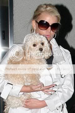 que le paso a jessica simpson perro daisy