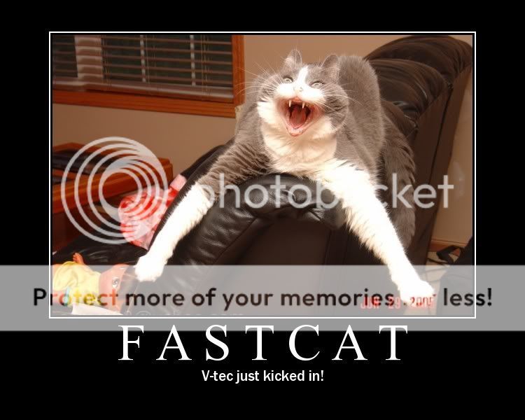 lolfastcat.jpg