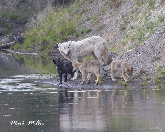 hayden-540f-with-pups.jpg