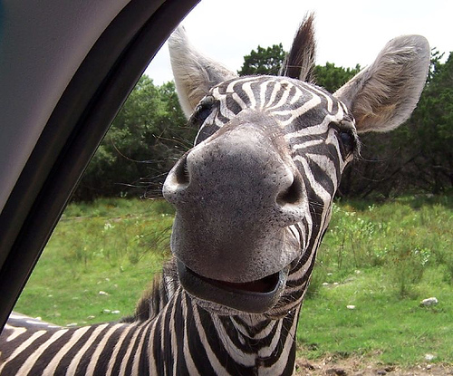 Funny+Zebra+1+-2011.jpg