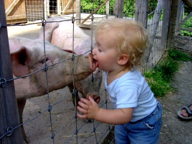 kissing_pig.jpg