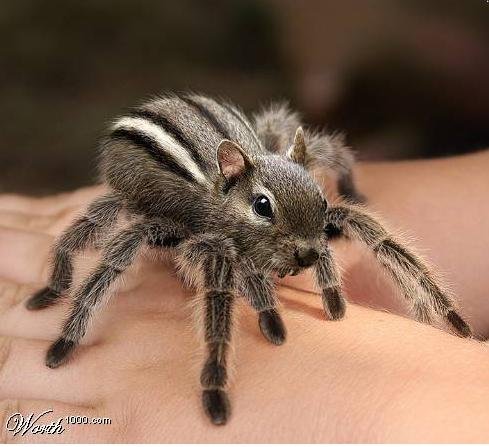 w1kspidersquirrel.jpg